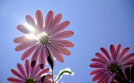 Flowers - sky, flowers, pink, sun