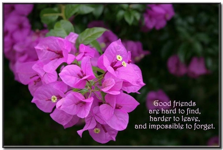 Friends :) - flowers, frienship, purple, quote