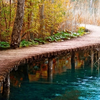 Bridge-over-the-lake-in-the-forest