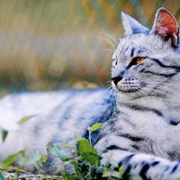 TIGER?? No! It's A KITTY!!