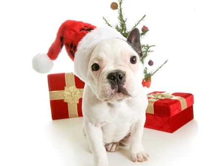 puppy xmas - hat, adorable, photography, christmas, white, santa, red, presents, dog, animal, holiday, cute