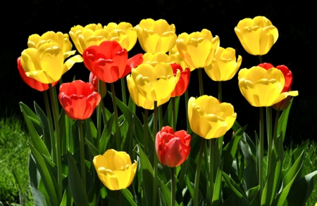 Sunny tulips - yellow, beautiful, beauty, grass, leaves, flowers, tulips, red, green, field, sunny day