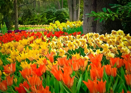 Garden of beauty - beauty, magic, tulips, colorful, park, wonderful, nature, yellow, green, beautiful place, flowers, colors, garden, relax