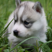 Baby husky puppy in the grass.