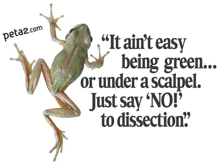 Froggy - dissection, vivisection, peta, animal rights, frog