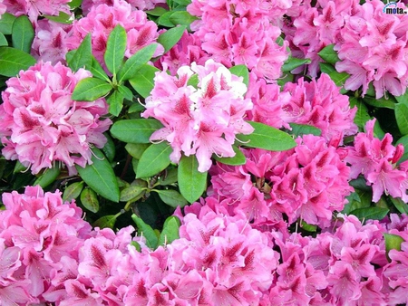 Pink Gentiana - pretty, unique, beautiful, bold