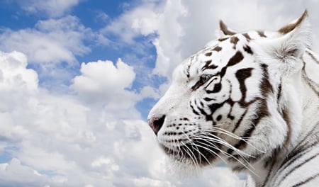 White Bengal Tiger - blue sky, clouds, animal, tiger