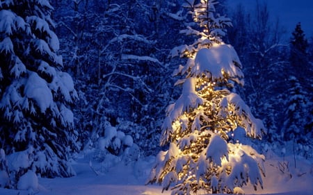 Christmas Tree - christmas lights, winter, snowflakes, blue, beautiful, night, forest, tree, christmas, christmas tree, nature, lights