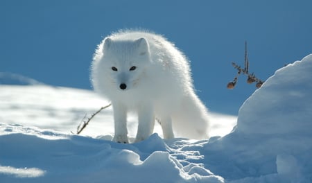 Arctic snow fox