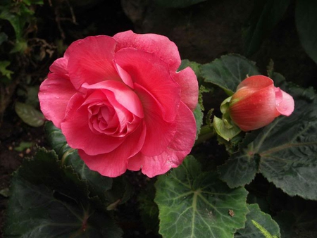 Fresh Blooming in the Bower - leaves, petals, pink, rose