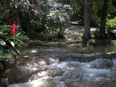 Beauty of Dunn's River - river, trees, flower, water