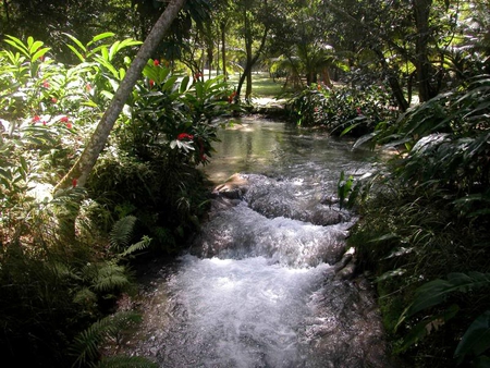 Dunn's River - water, dunn, brush, river