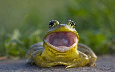 all together now!!! - fun, animal, green frog, litle, all together now, wallpaper