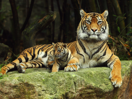 Tiger - animal, wildlife, kitten, big cat