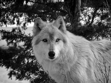 Winter Wolf - winter, special, wolf, beautiful, photography, majestic, snow, photoshop, beauty, free, face, black and white, wild