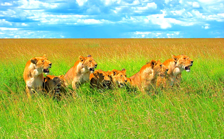 Lions - animal, family, lion, jungle