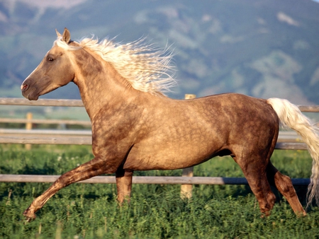 Running Horse - beautifull, horse, running, nature