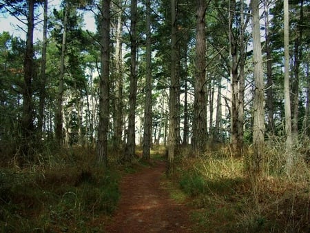 Forest - leaves, path, forest, trees