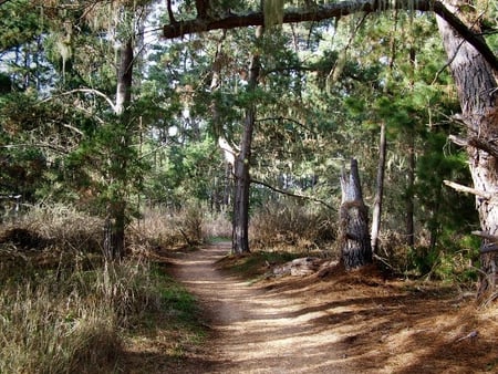 Point Lobos Trail - trail, trees, forest, leaves