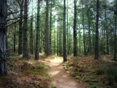 Bright Pathway - leaves, path, forest, trees