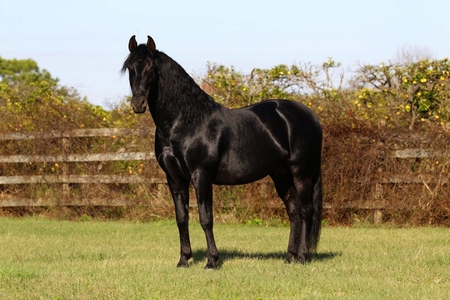 TRIUNFADOR XXIV - horses, triunfador xxiv, horse, spanish, andalusian, black