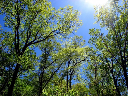 Standing Tall - sky, leaves, tree, sun