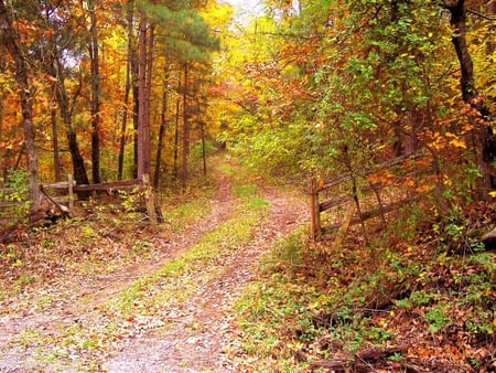 Scenic Trail, Arkansas - leaves, autumn, trail, trees