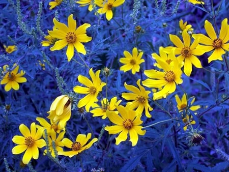 Country Contrast - bunch, flowers, yellow, blue