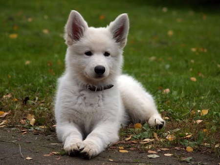 My Name is Hero - fur, dog, white, grass