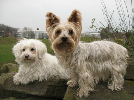 Sally and Amica - fur, white, dogs, sky