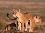 Young female lions