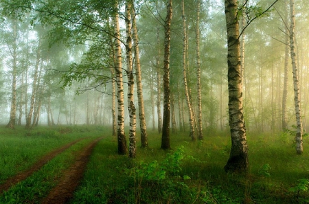 Forest. - path, green, grass, forest, tree, sky