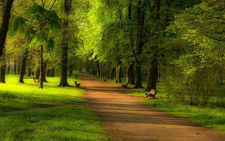 Path and seats. - nature, landscape, seat, scenery, tree, grass, path