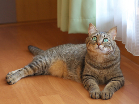 Beautiful tabby. - animal, tabby, cute, pose, cat