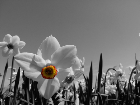 daffodils - nature, beauty, flower, photography