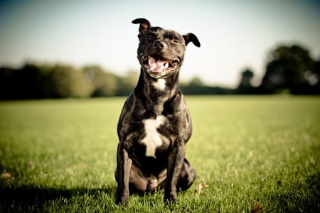 nice smile - pretty, dog, photography, animal, canine