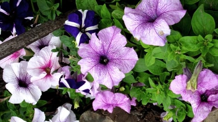 Common Petunia - flowers, colorful, purple, blue