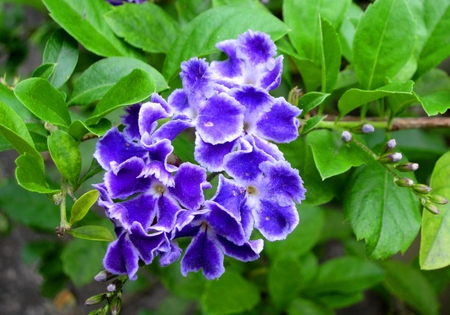 Duranta repens Linn - flowers, purple, delicate, pretty