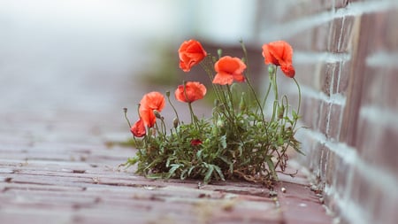 Survival of the Beautiful - pavement, beautiful, wall, orange, flowers, lovely, photo