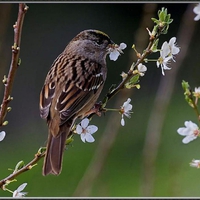 Bird and spring blossom.