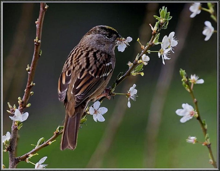 Bird and spring blossom. - bird, blossom, spring, flower, perch