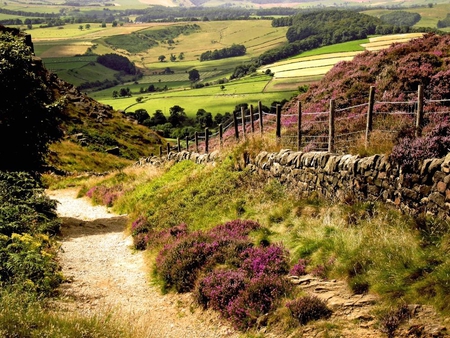 Field in the country. - hill, path, field, track, fence, flower, tree