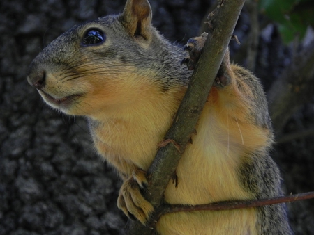 Inquisitive Squirrel - rodent, limb, tree, squirrel