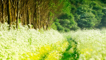 Lovely Field - pathway, bright, trees, field, sunny, lovely