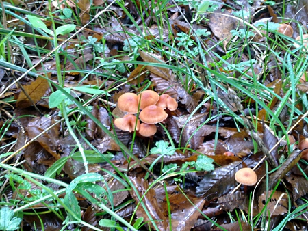 mushroomssss - wet, forest, mushroom, grass