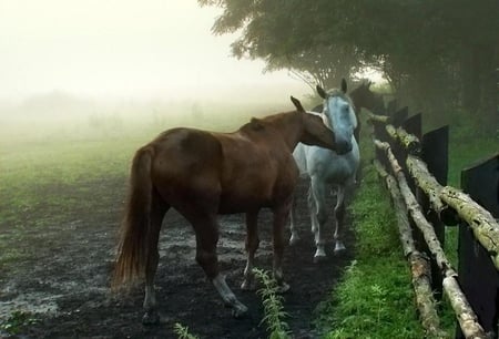 Horses. - paddock, fence, horse, tree