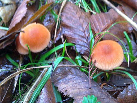 mushrooms in the field - mushrooms, leaves, forest, grass