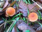 mushrooms in the field