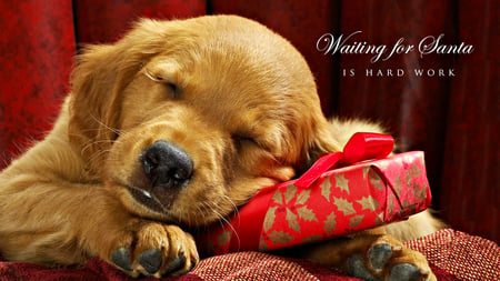 Waiting For Santa - sleeping, christmas dog, xmas, gift, animals, eyes, golden retriever, magic, paws, face, presents, holiday, ribbon, puppy, adorable, christmas gift, present, beautiful, sweet, dog eyes, beauty, happy holidays, photography, magic christmas, sleepy, dog face, pretty, dog, dogs, cute, waiting, lovely, christmas, christmas eve, sleep, merry christmas, red, puppies