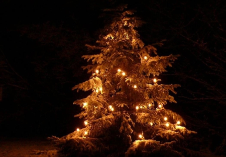 Christmas tree - christmas, december, christmas tree, lights, nice, xmas, seasons, others